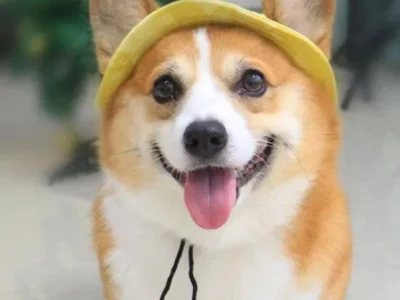 Sombrero tipo gorra para mascotas