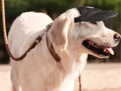 Gorra deportiva para mascotas