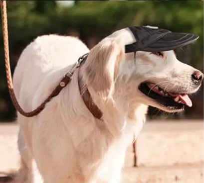 Gorra deportiva para mascotas